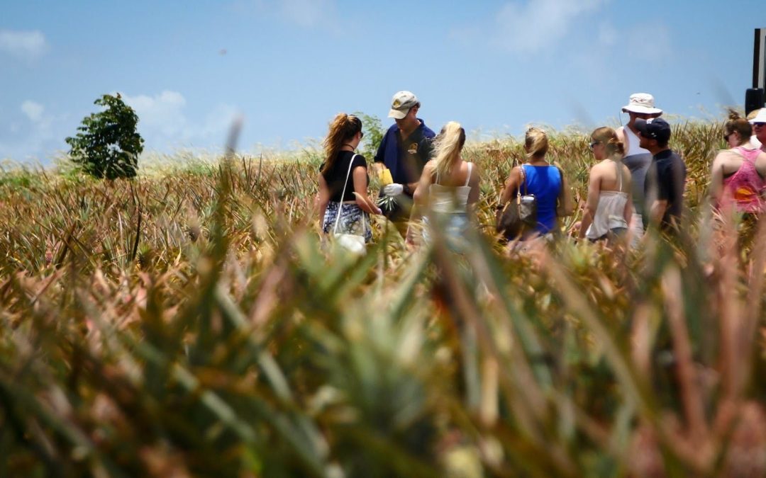 Maui Pineapple Tour