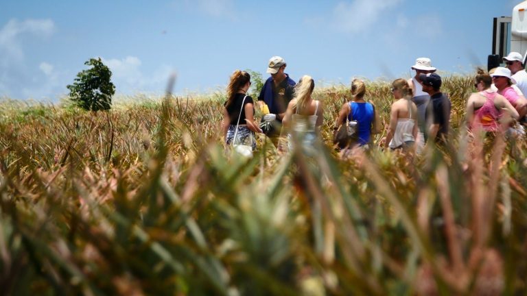 Maui Pineapple Tour