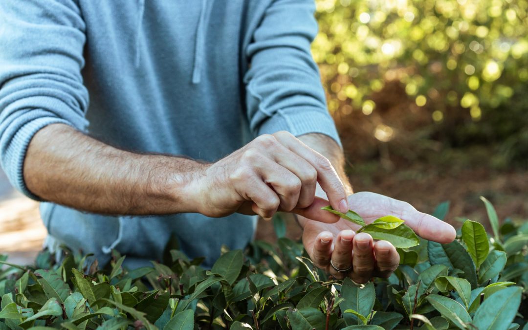 Maui Tea Farm